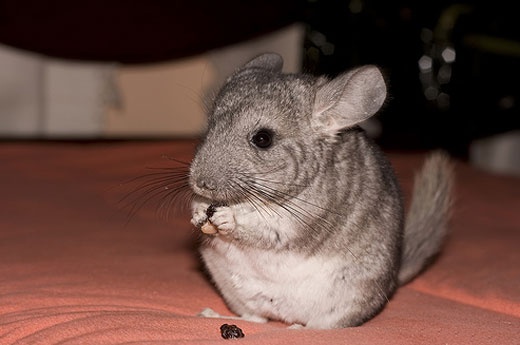 短尾绒鼠知识科普,这些不能错过,应该让更多人知道!