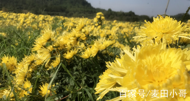 金丝皇菊的价格表一朵一杯