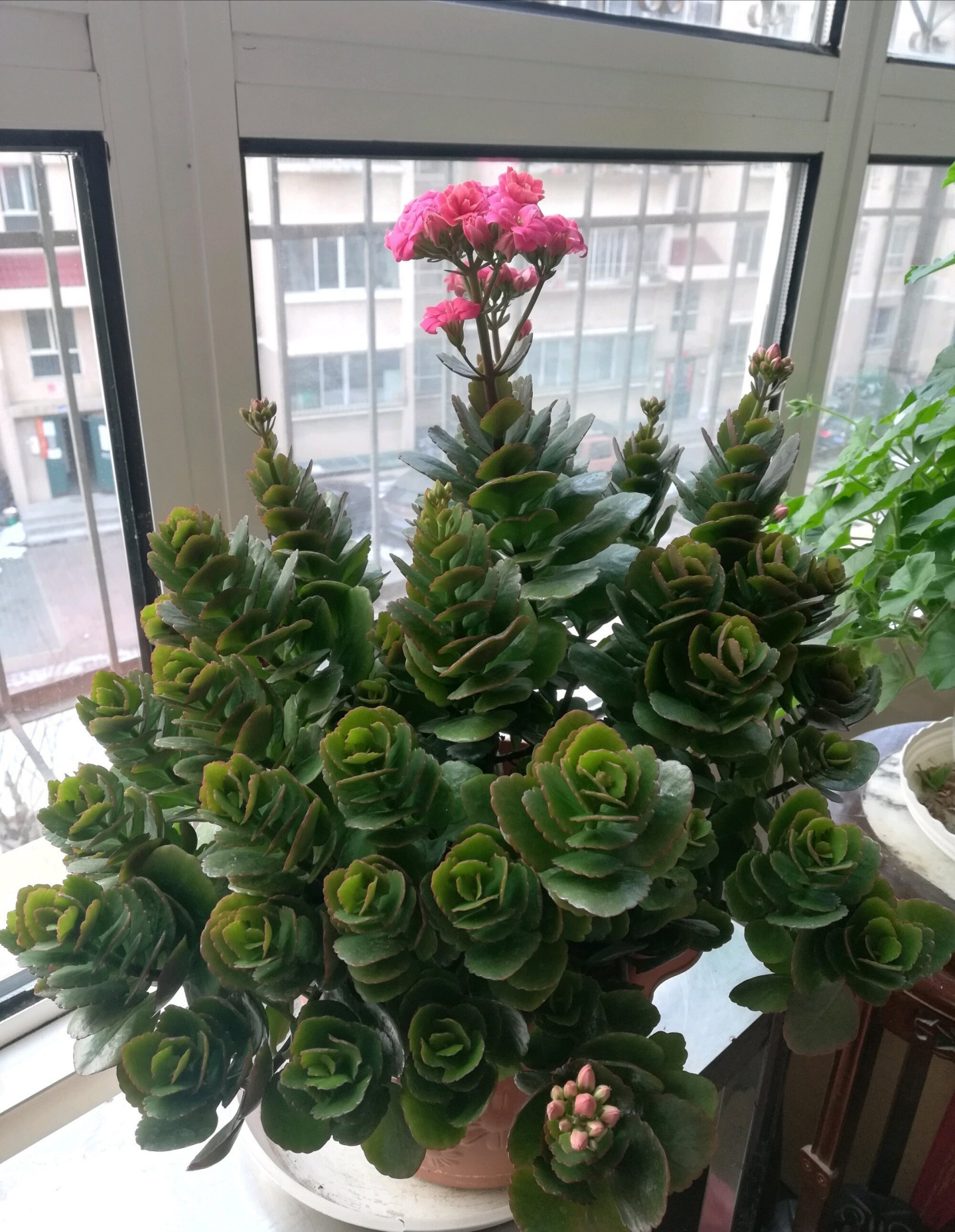 长寿花老桩开花量少?方法对了,开花爆盆更加容易