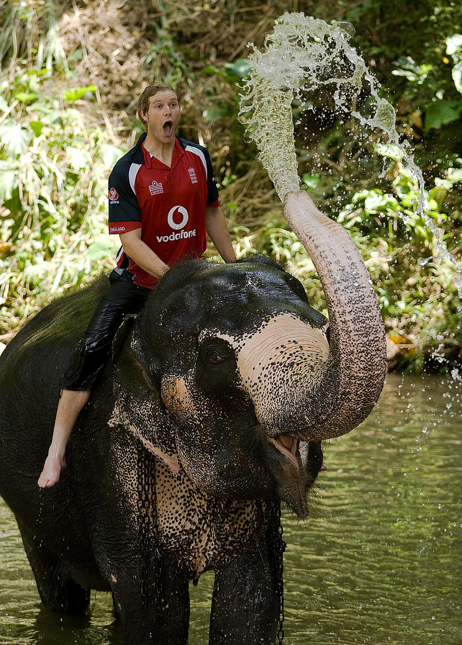 那为什么这头大象这么老了,都脱皮了,还被他们锁上锁链拿来骑,拿来取