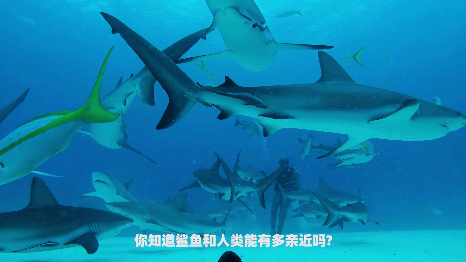 你们都误会鲨鱼了,这才是它们最真实的模样!