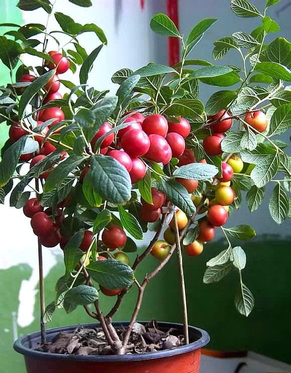 养台种上一盆"钙果"盆景,比种蓝莓好,营养丰富,观赏价值高