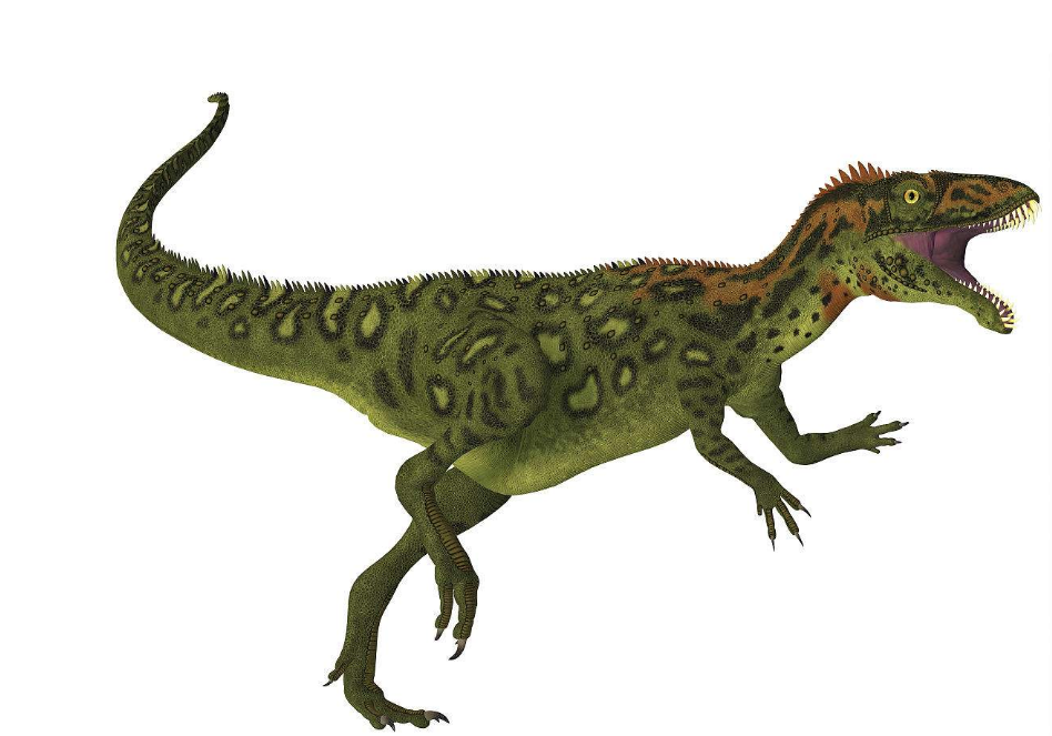 图为棘龙,亚种埃及棘龙是目前已知最大食肉恐龙,体长12到20米,体重4到