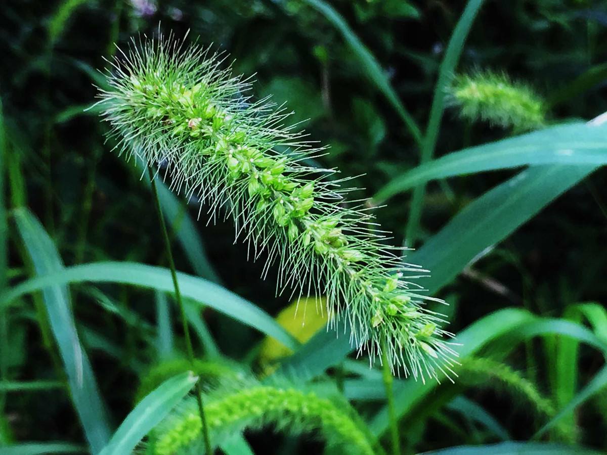 它本来是农村孩子的玩具,农民见到就铲除,殊不知价值珍贵