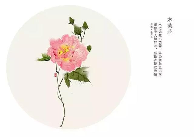 木芙蓉花诗句唯美图片