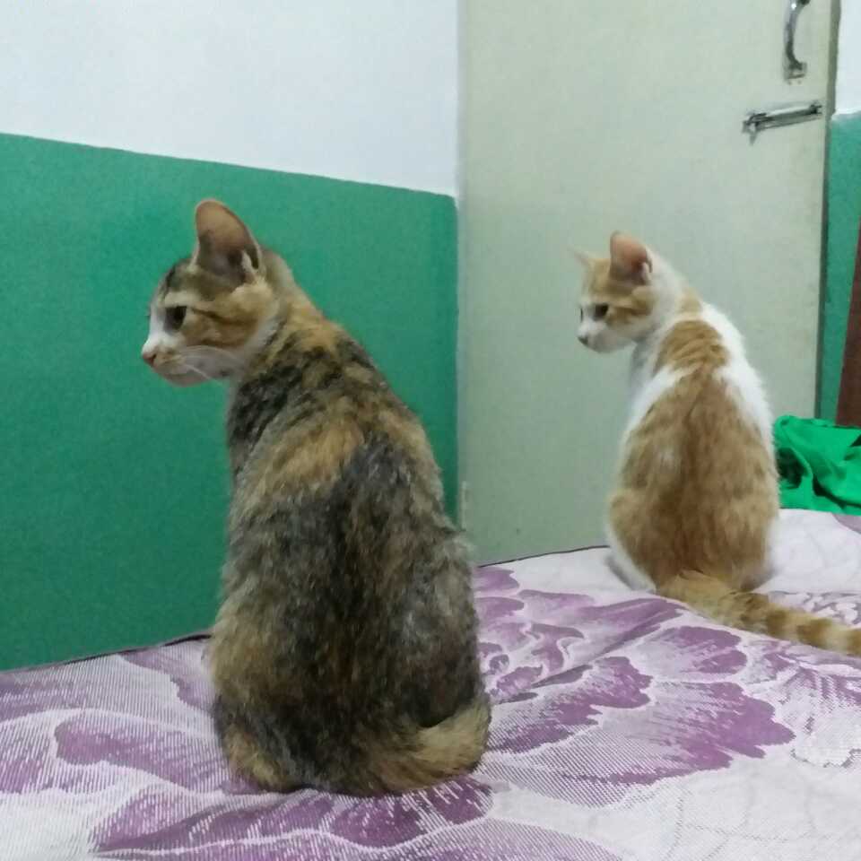 大家看我家的大胖喵可爱不