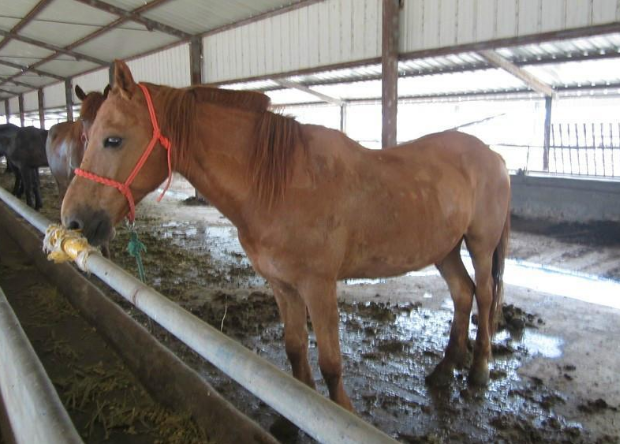 马的现代化养殖技术