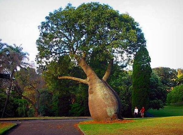 这五种神奇植物堪称世界之最,还上了吉尼斯世界纪录!