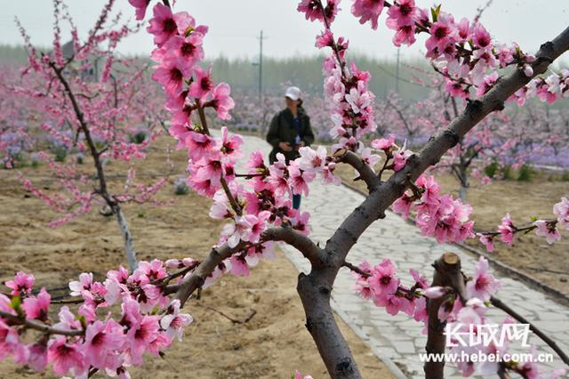 迁安踏青赏花节庆活动燃爆全域旅游