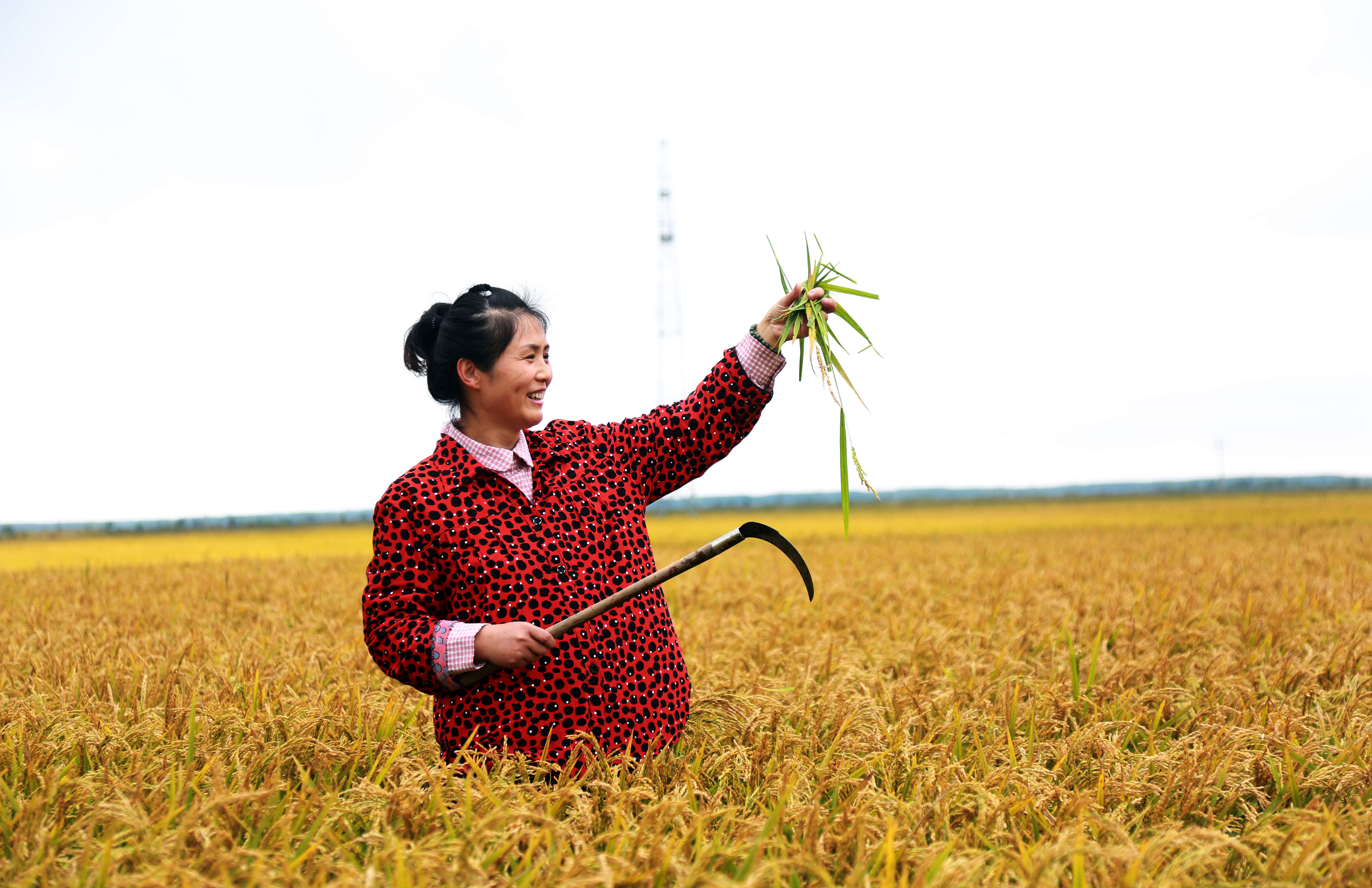 黑龙江抚远:高效农业丰收在即(4)