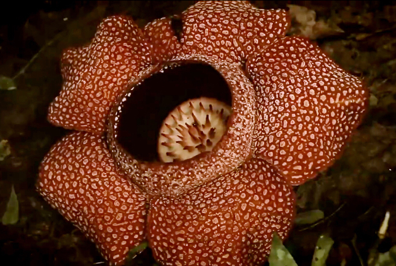 世界上花朵最大的草本植物:大王花