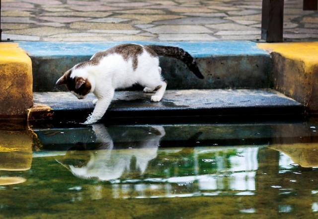 橘猫在河边耐心捕鱼,尝试多次仍未成功,不想狸花猫主动送上大鱼