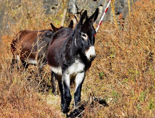 抗战趣闻:日本勤务兵为吃驴肉,抢驴时反被驴踢死