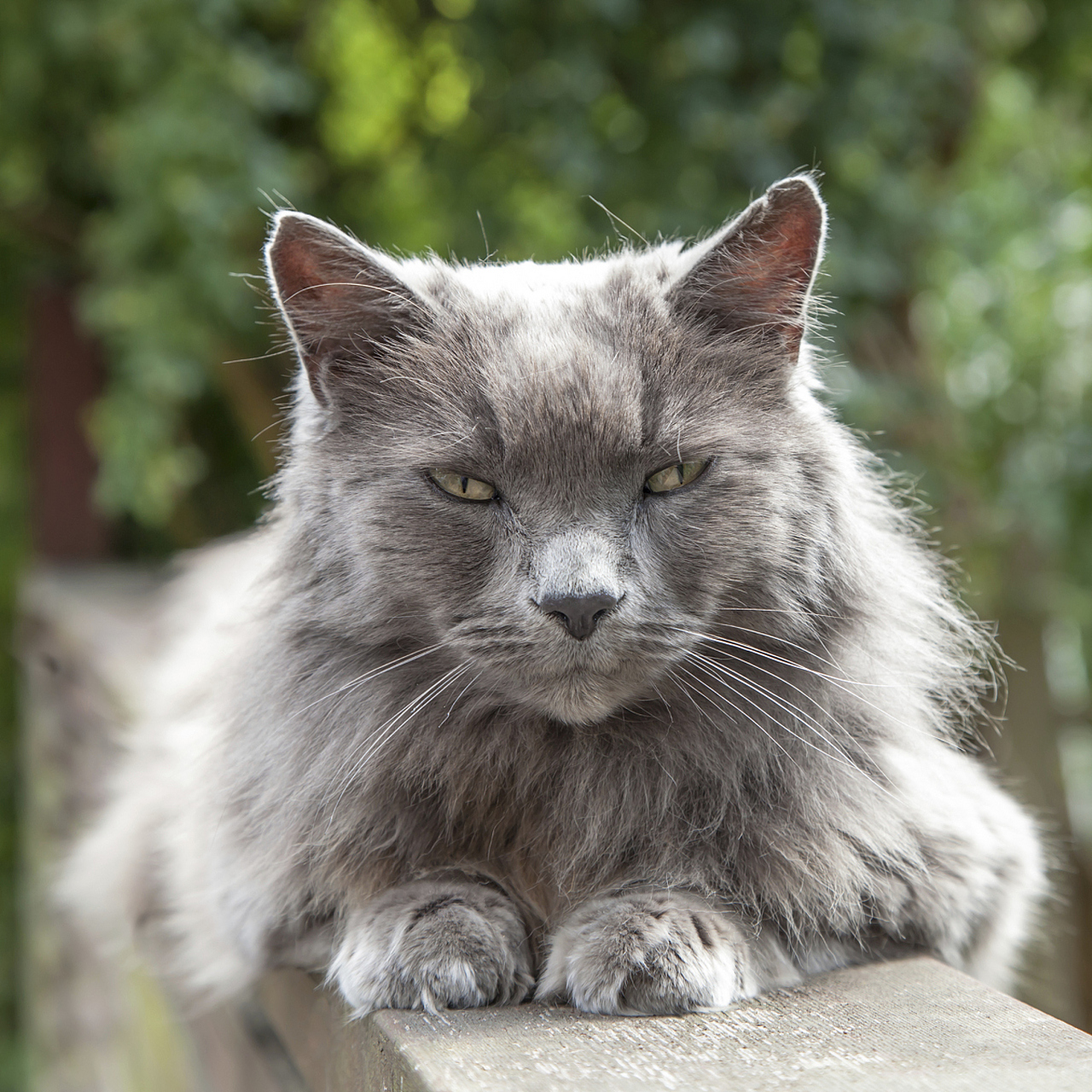 拉格多尔猫图片