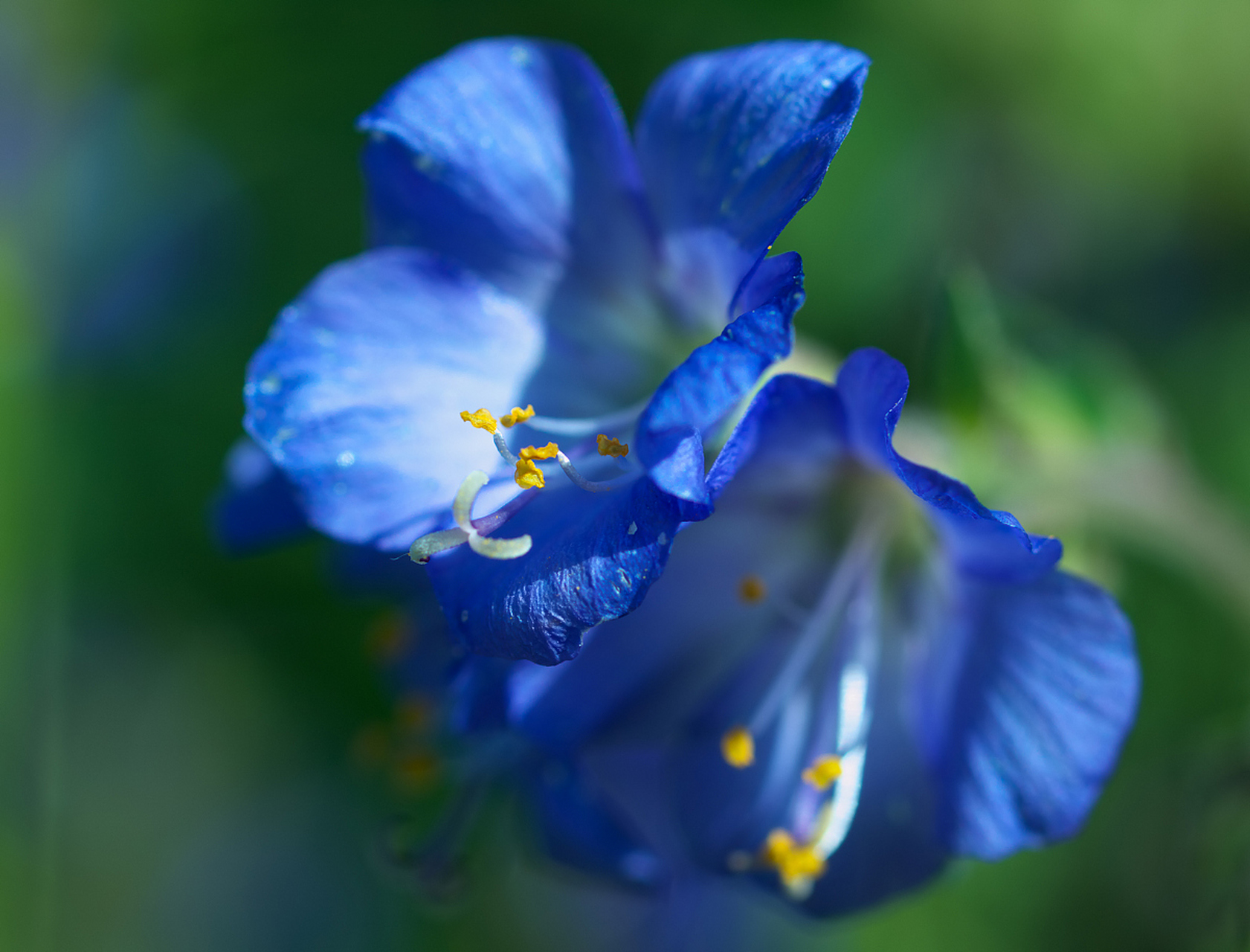 蓝蝴蝶花,听名字就让人心动不已.