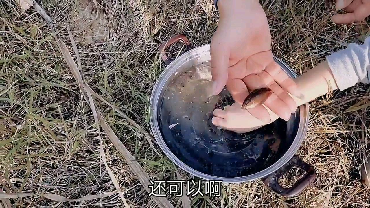 小时候你也抓过这种小鱼 它有一个很响亮的名字“中华斗鱼”