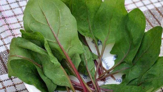 红梗菠菜怎么种?市场上为什么少见红梗菠菜?
