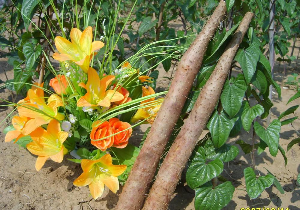 山药- 热门商品专区