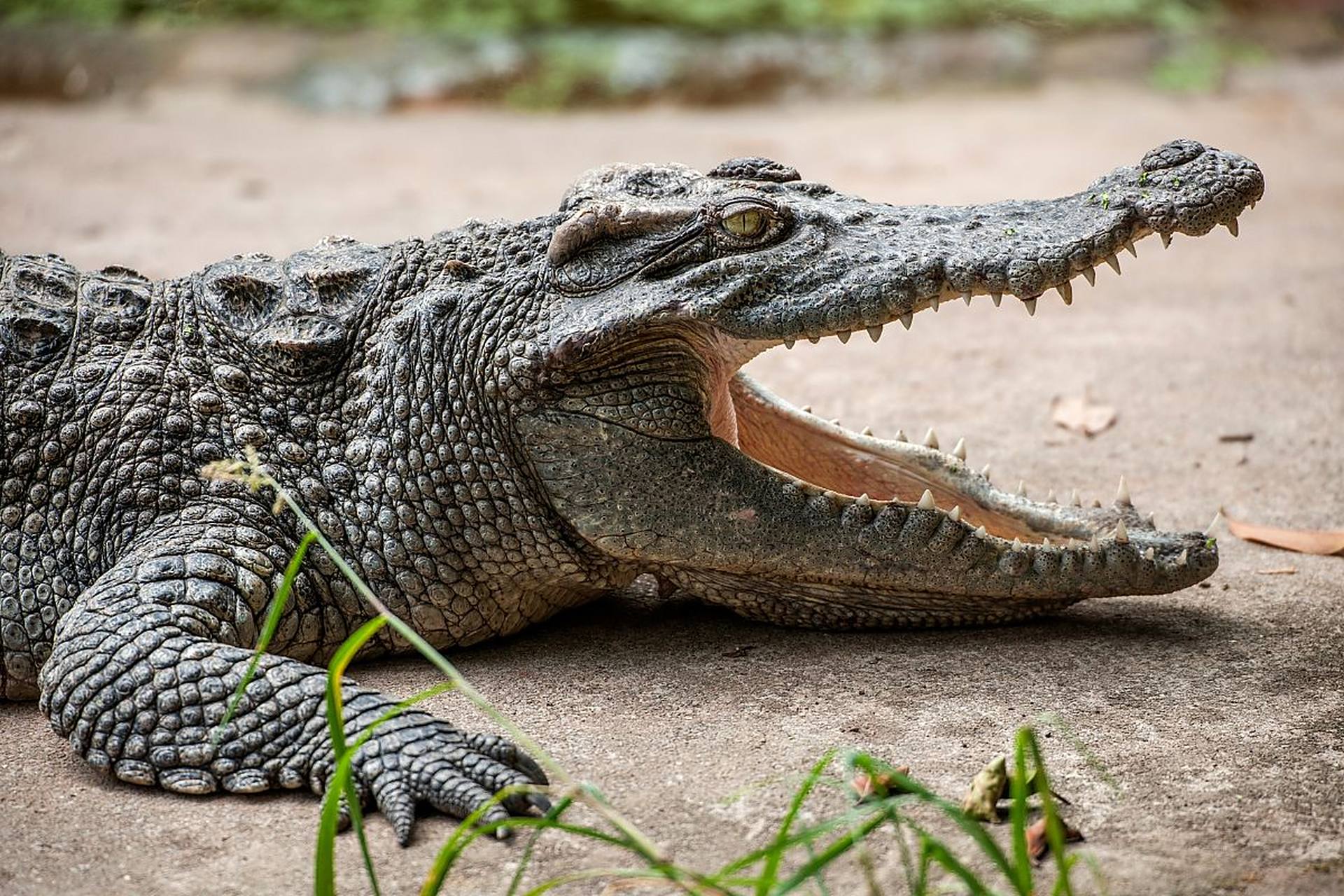 科普# 鳄鱼是一种爬行动物,它们的外表特征包括长长的身体,强健的