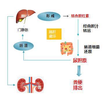 胆红素代谢过程示意图图片