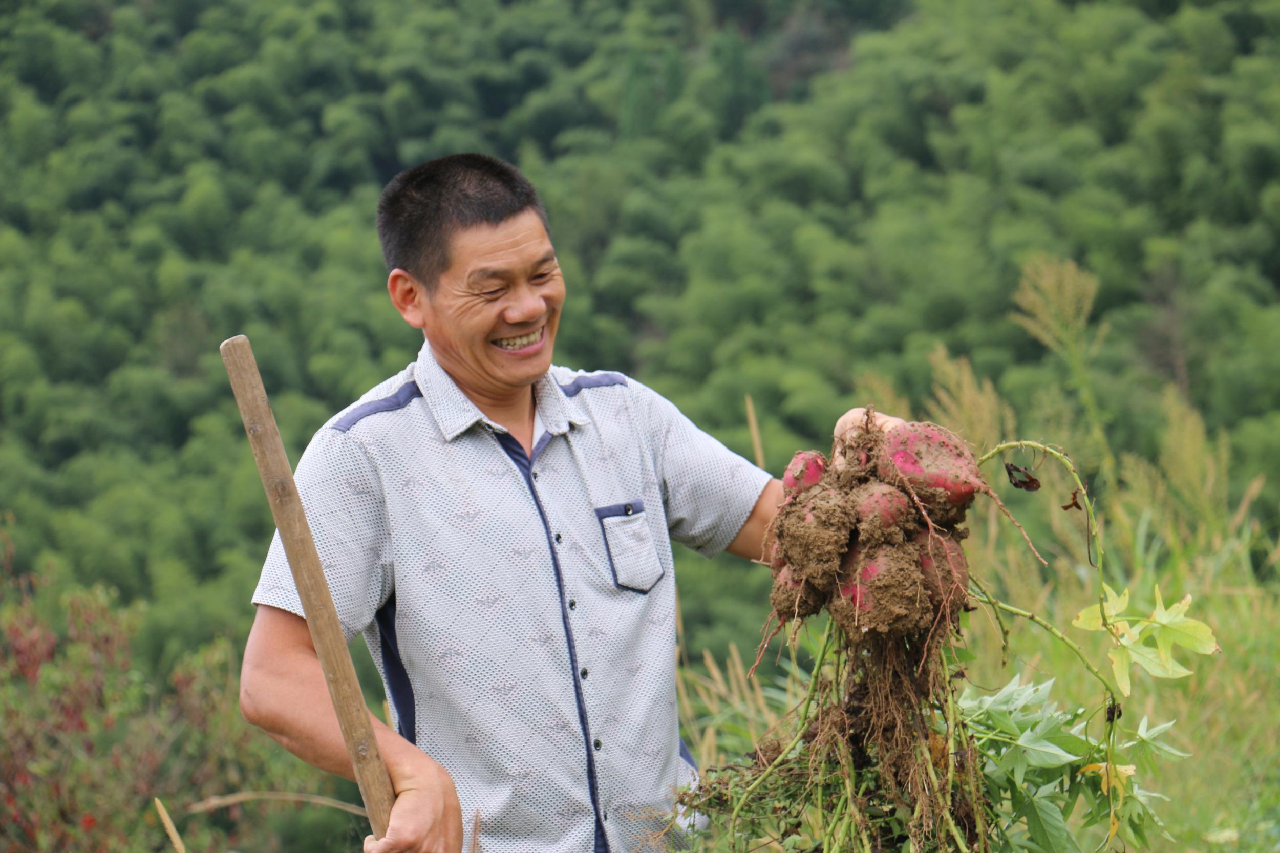 "懒人"种植红薯,怎样才能种出优质高产的红薯?要注意这几点!