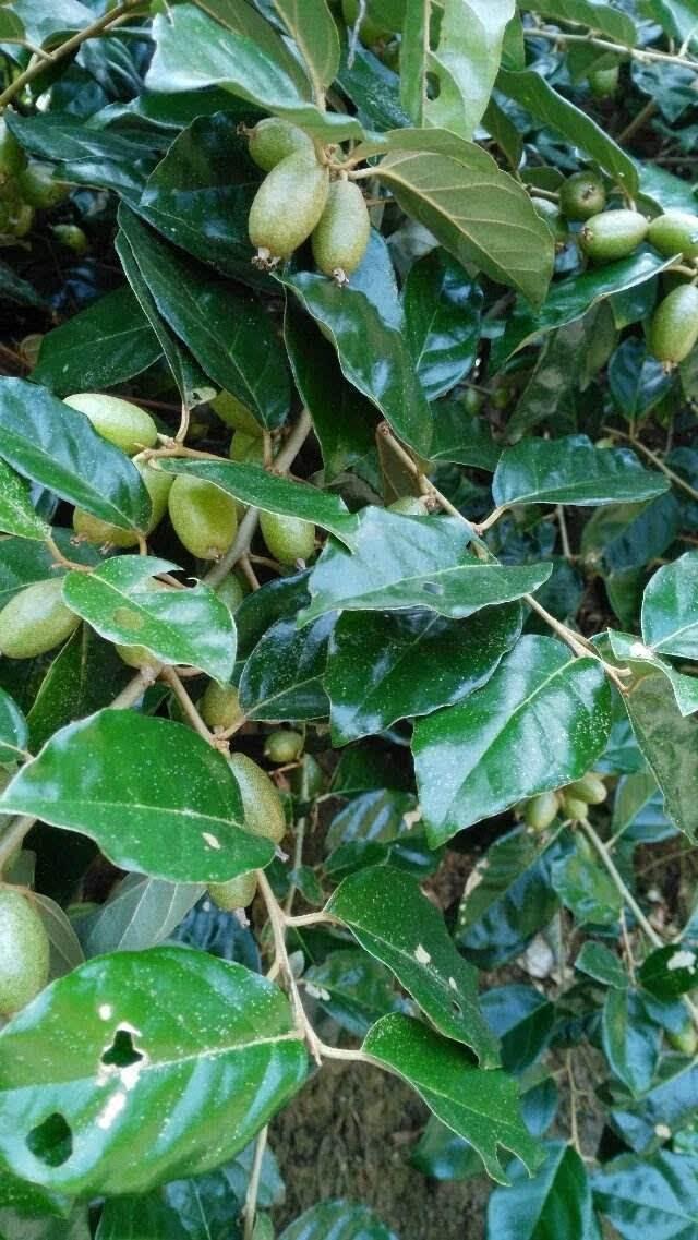 以前山里的羊奶果,现在也能家里种,当盆栽能观赏,味道也不错