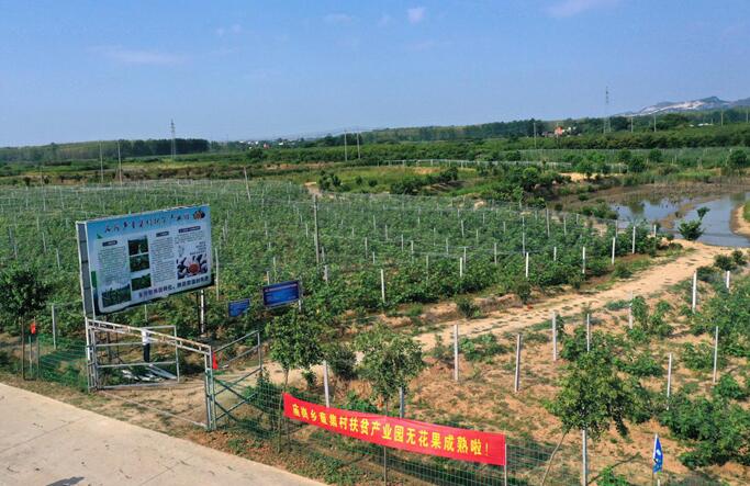 巢湖市庙岗乡无花果开出"致富花"