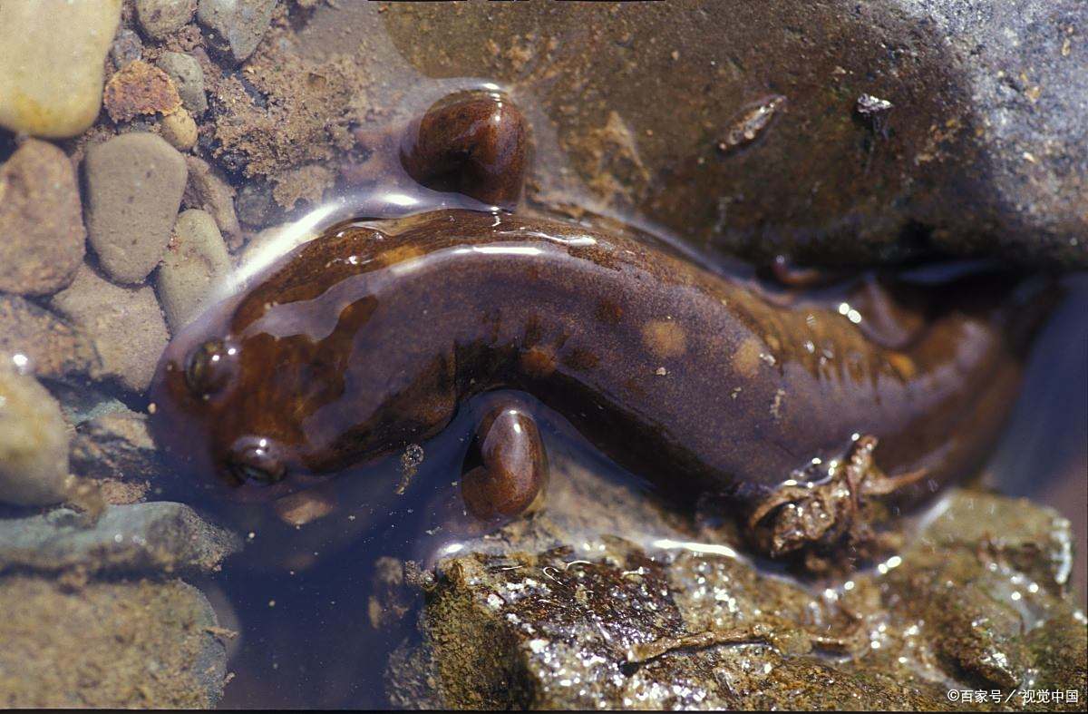 长1.35米,重45斤:宁波溪流发现"巨型"娃娃鱼,脚像婴儿手掌