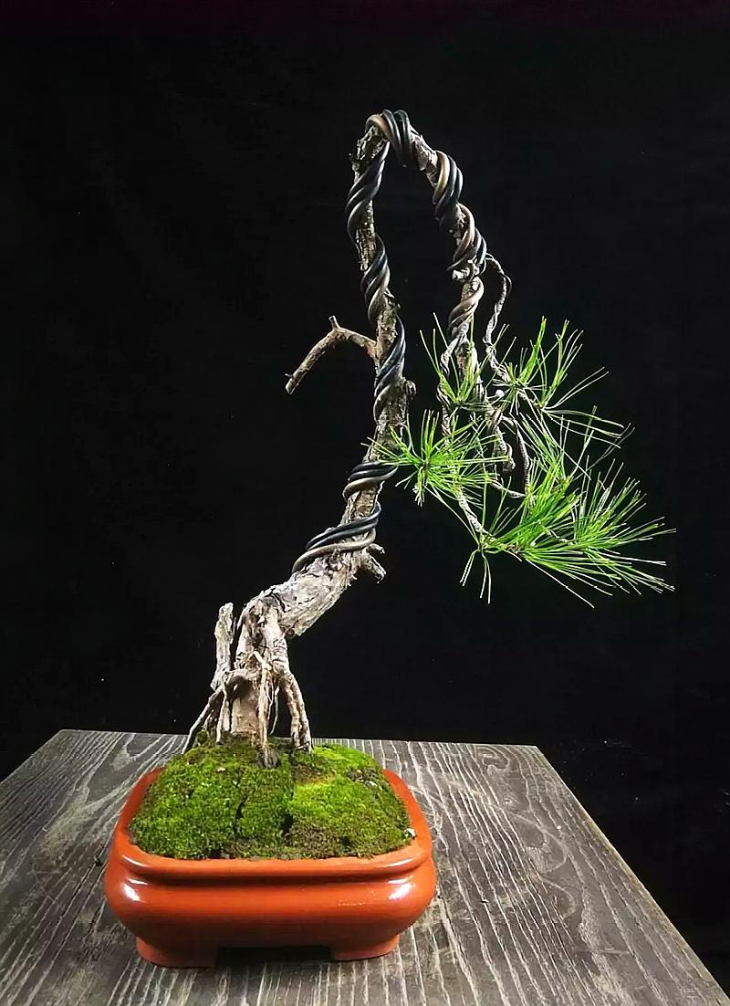 文人式黑松盆景,圆形的小花盆,加上鲜绿的苔藓铺面,过半的大垂枝,这