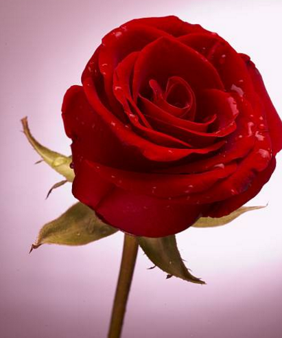 趣味测试:哪一朵玫瑰花最惊艳?测你下个月会有什么喜事降临