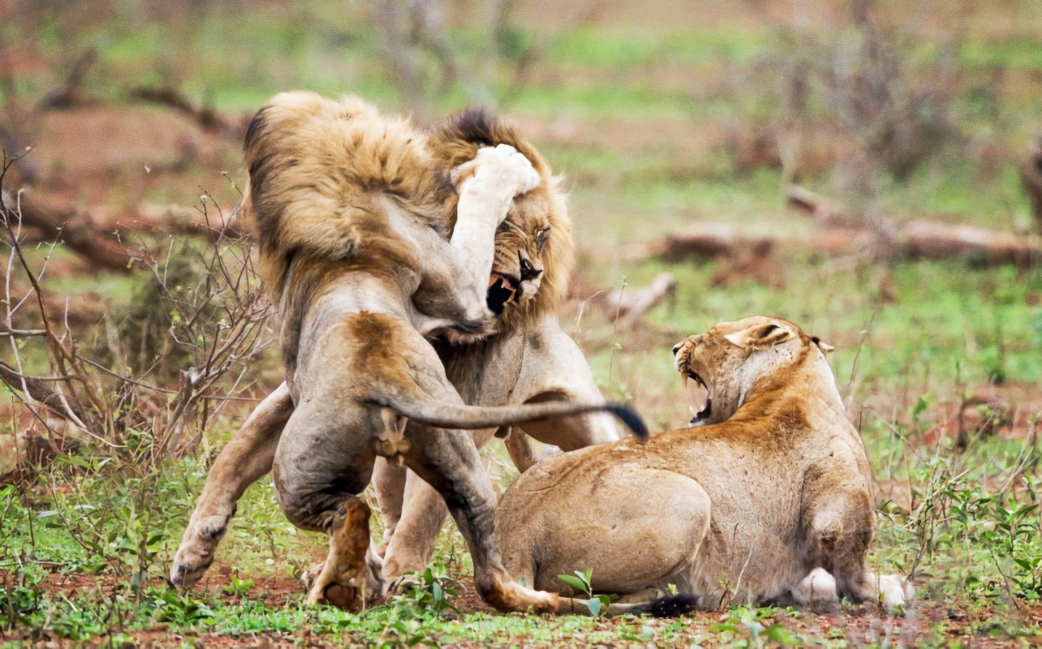 转载自百家号作者:全球喵星总部v