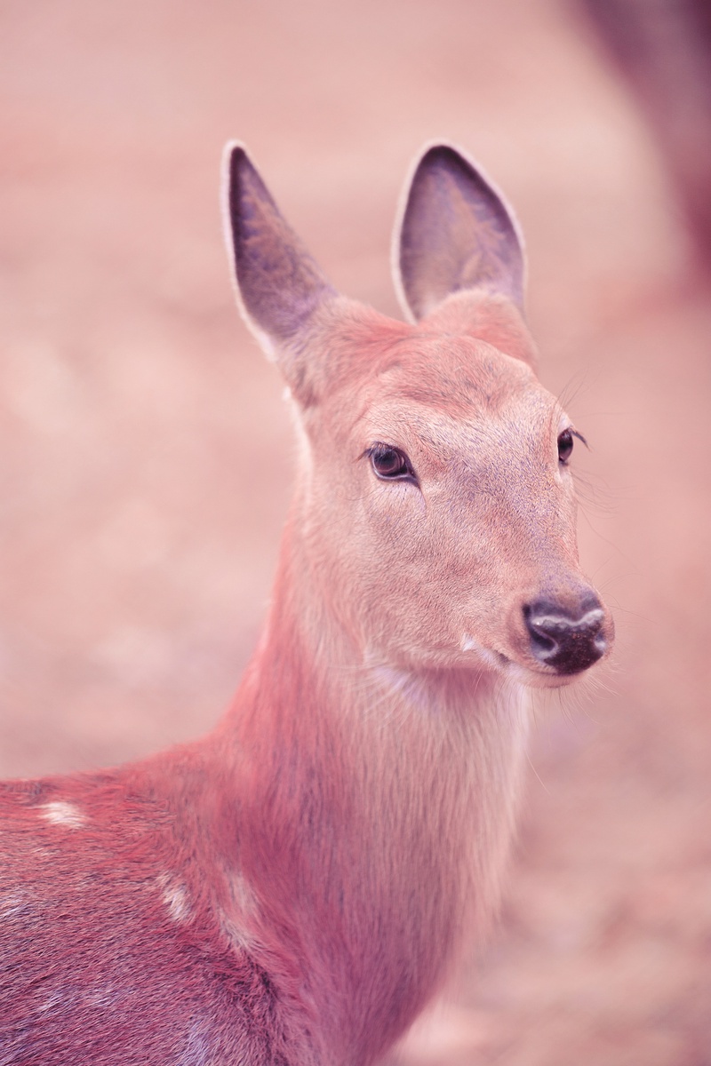 在树林里,梅花鹿隐约在草丛中出现,好似为单调的绿草丛添上了色彩斑斓