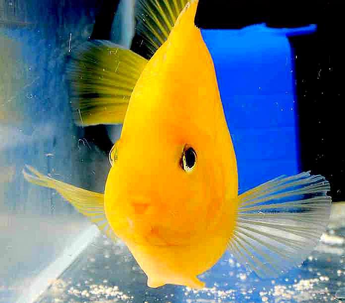 绿龙鱼,藏在草丛里都看不见它.像是移动的水草.