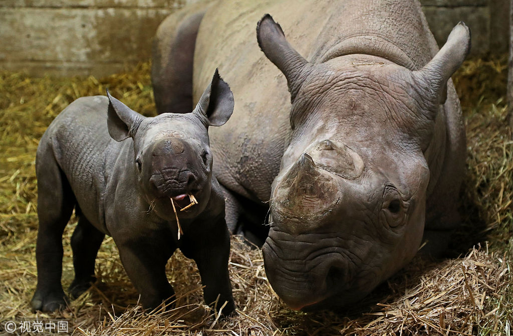 英国动物园两周大黑犀牛宝宝亮相 大耳朵超萌