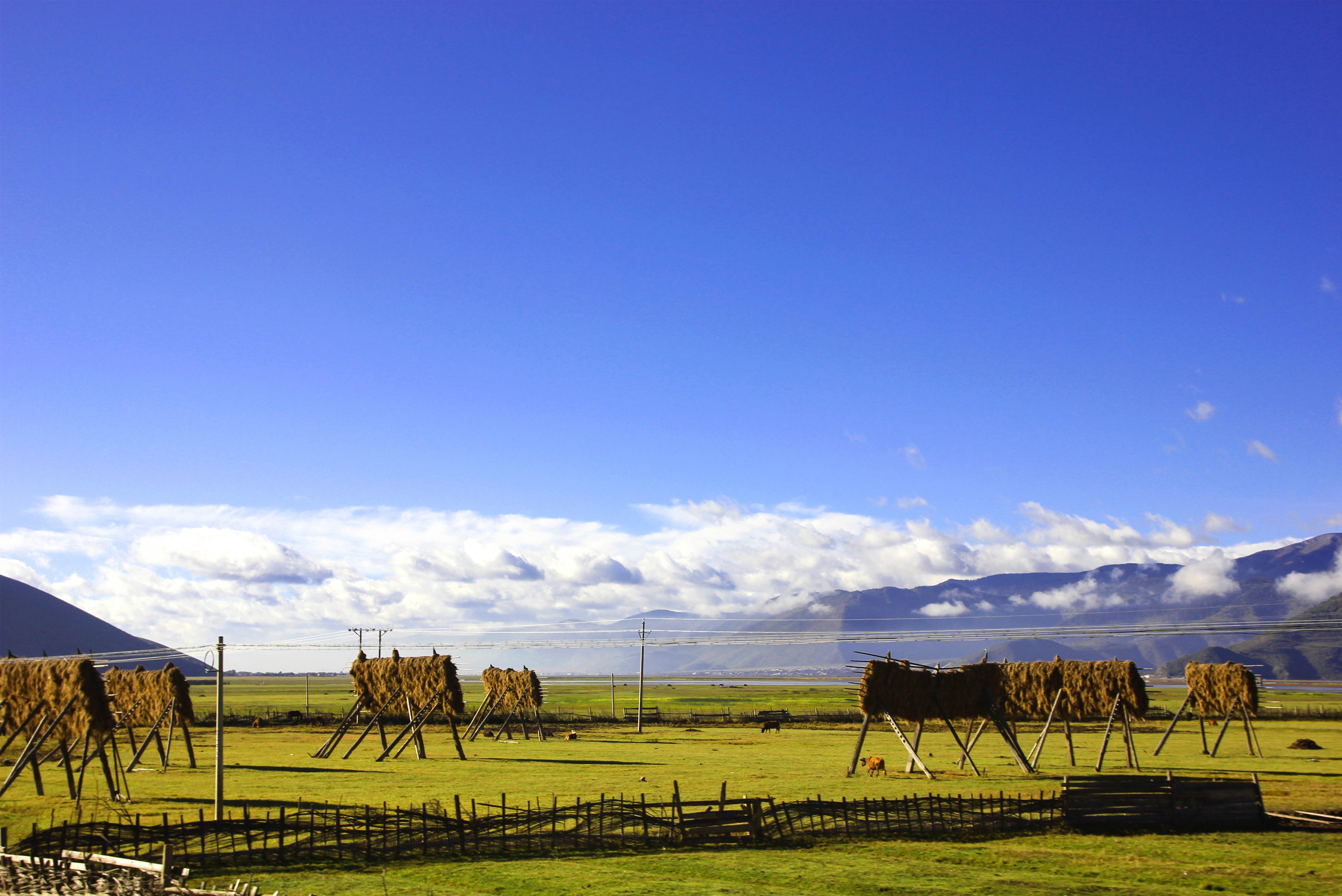 云南本来环境就好,再加上这么一个草原,小编觉得自己瞬间就想离开城市