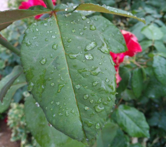 雨後的植物是這種樣子的,你覺得好看嗎?