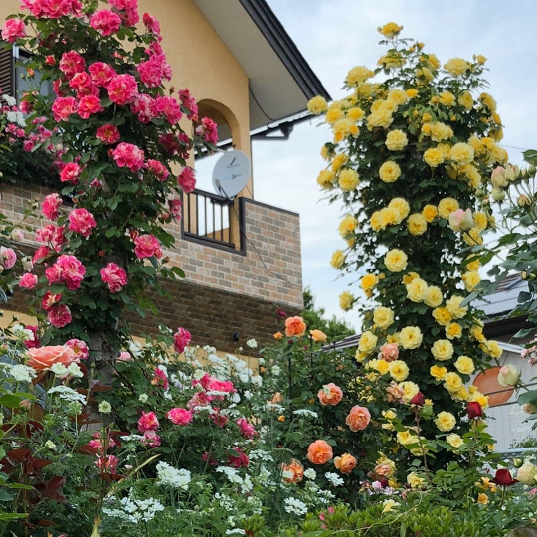 kawata的月季花园,美的让人窒息!