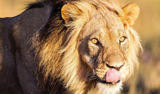 三:鳄鱼的眼睛,这种野兽的眼睛,白天当瞳孔眯成一条缝时,给人一种狡猾