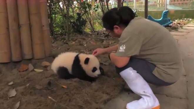 [图]想要成为一名合格的熊猫饲养员，需要哪些条件？为奶爸奶妈们点赞