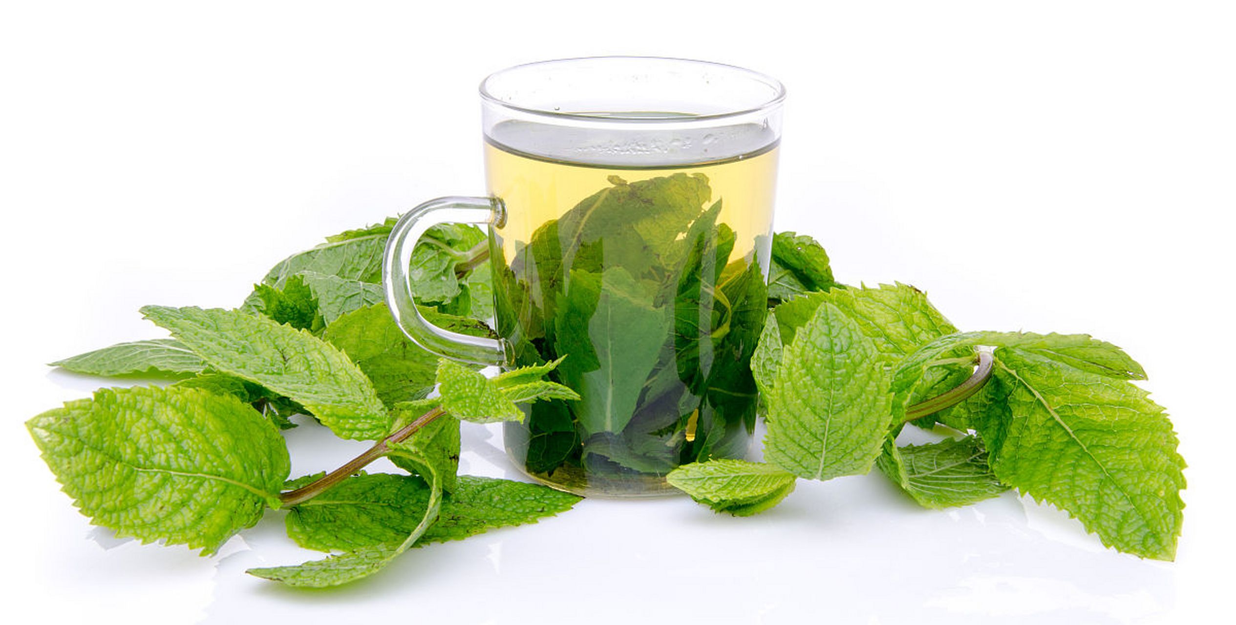 桑叶的两个妙用  帮你缓解脱发 桑叶生发饮 材料:桑叶,茯苓.