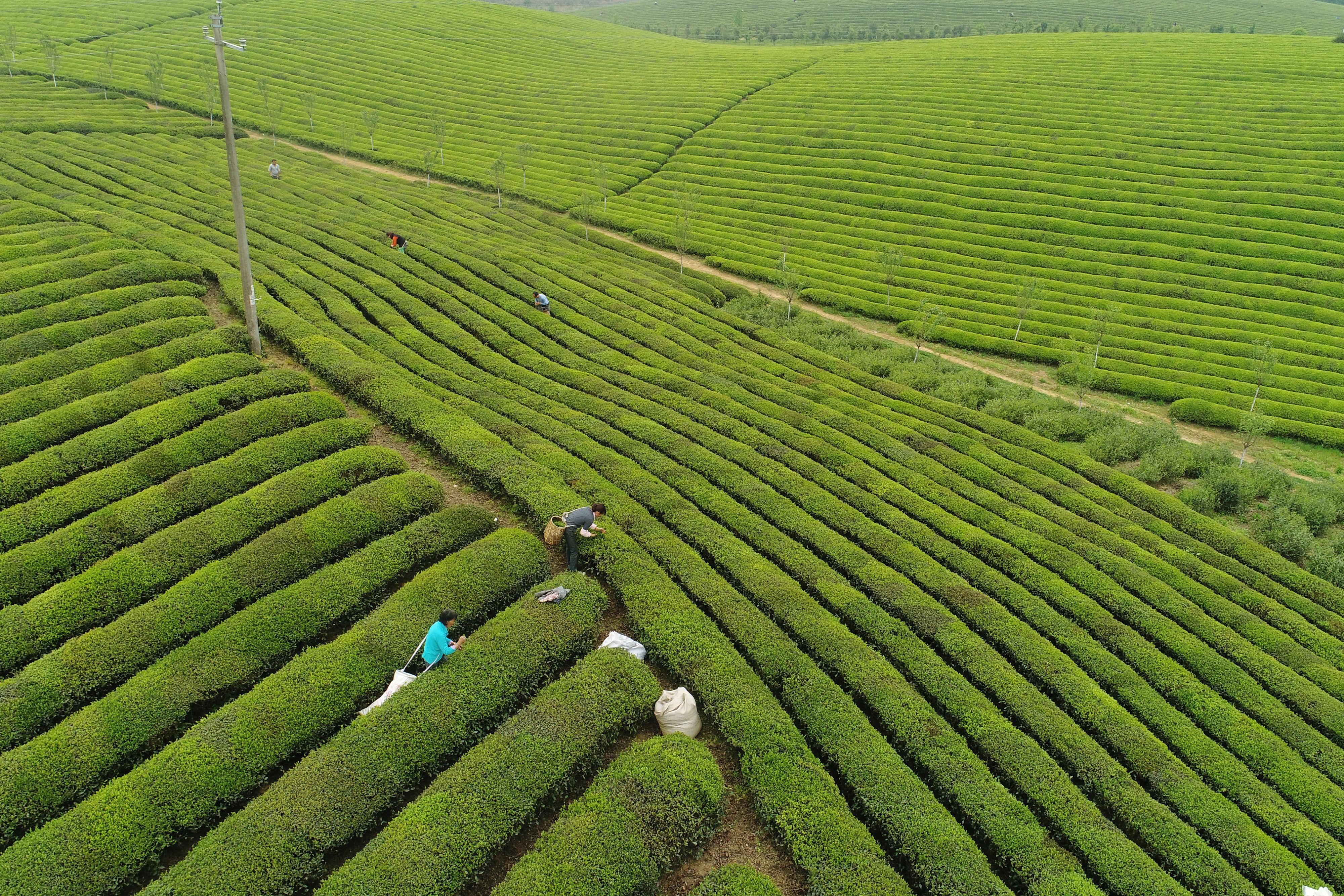 湄潭永兴万亩茶海图片