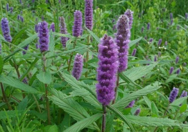 农村一种草,长得像"牙刷",摘下嚼两口,再也不受口臭困扰