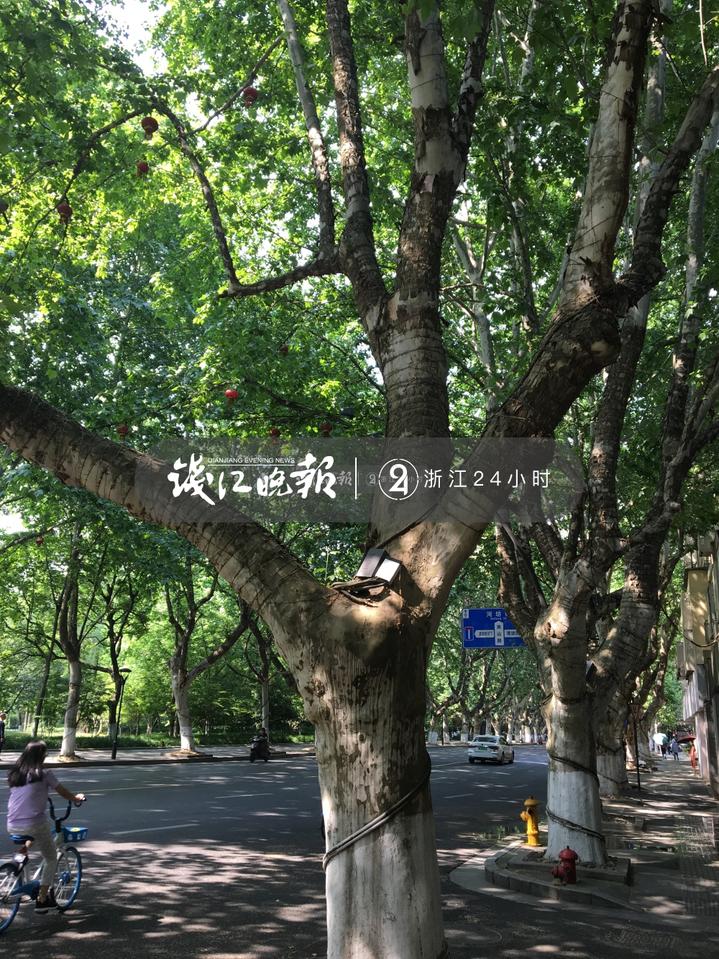 都快70岁了,实在看着心疼:南山路四百多株法国梧桐穿着"紧身衣",受伤