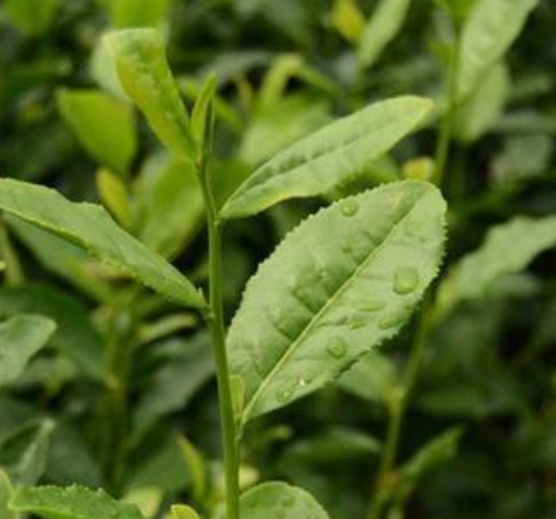 青黛种植应该如何进行操作