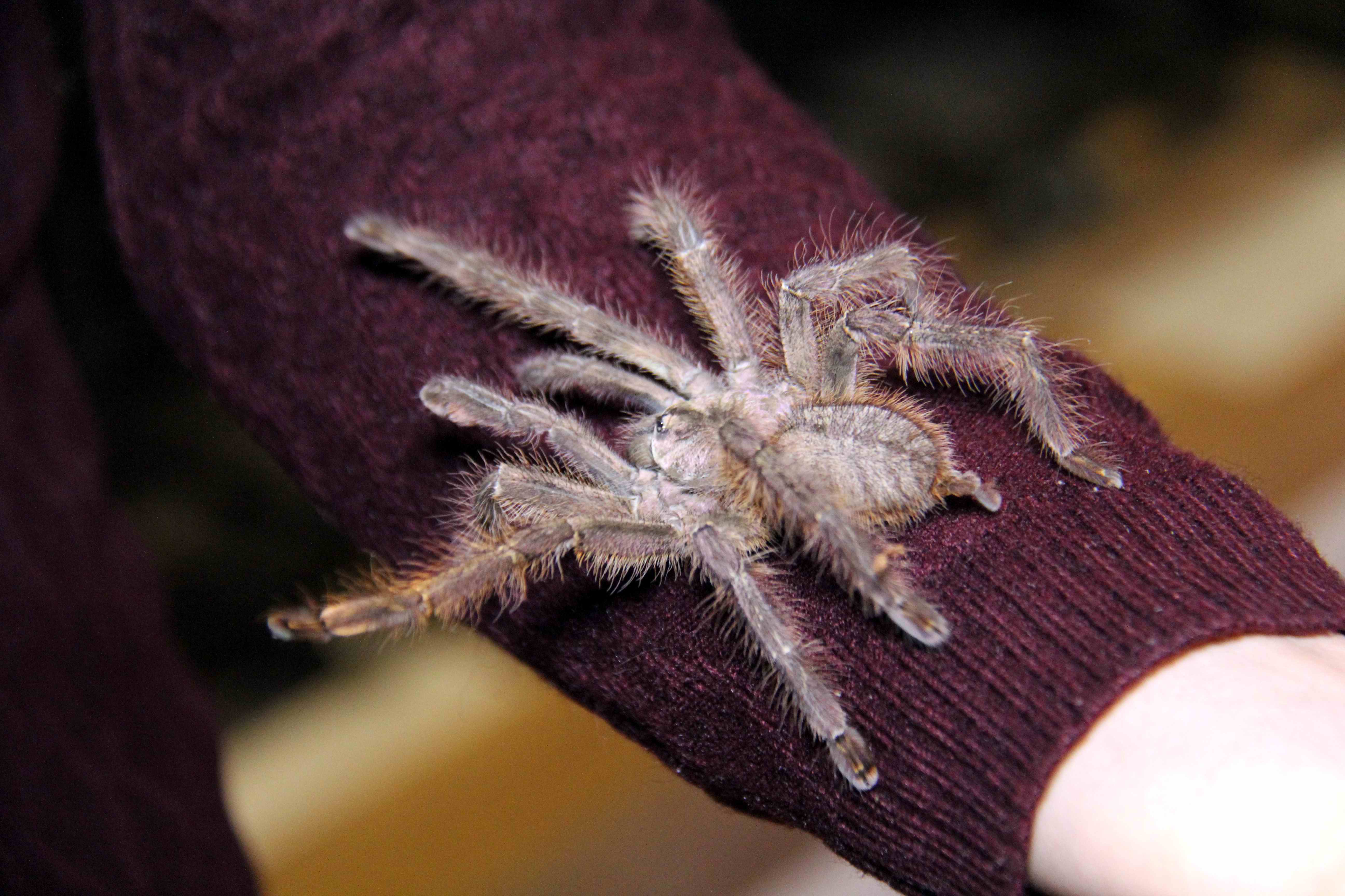 安徽一朋友养的这些大蜘蛛,你见过吗?