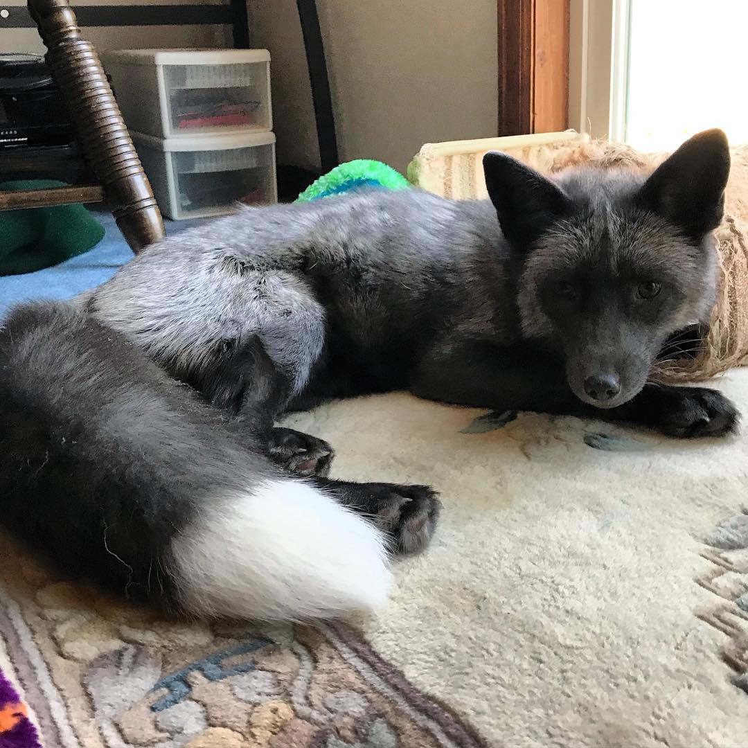 小黑狐差点变皮草!被救后被狗子拉扯大,又二又拆家简直被同化!