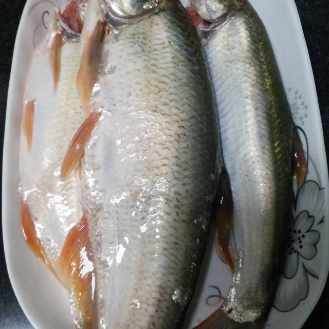 烧白条鱼,肉质鲜嫩多汁,好吃到放不下筷子