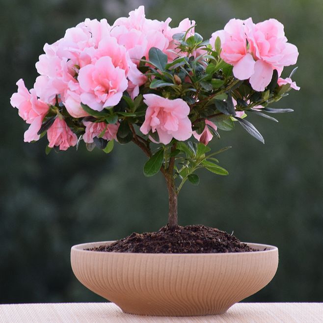 杜鹃花盆栽就该这么养!掌握这几点,生长开花不发愁!