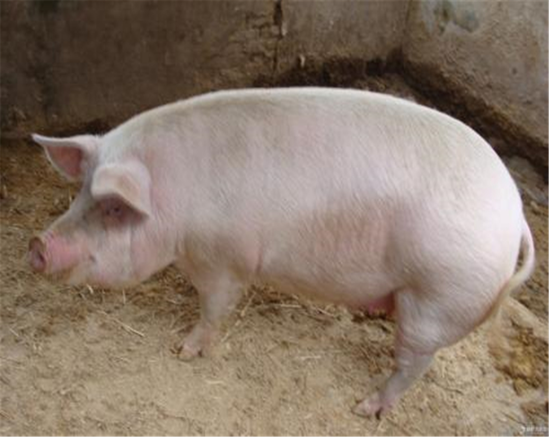 家猪的生活行为,感兴趣的来了解一下