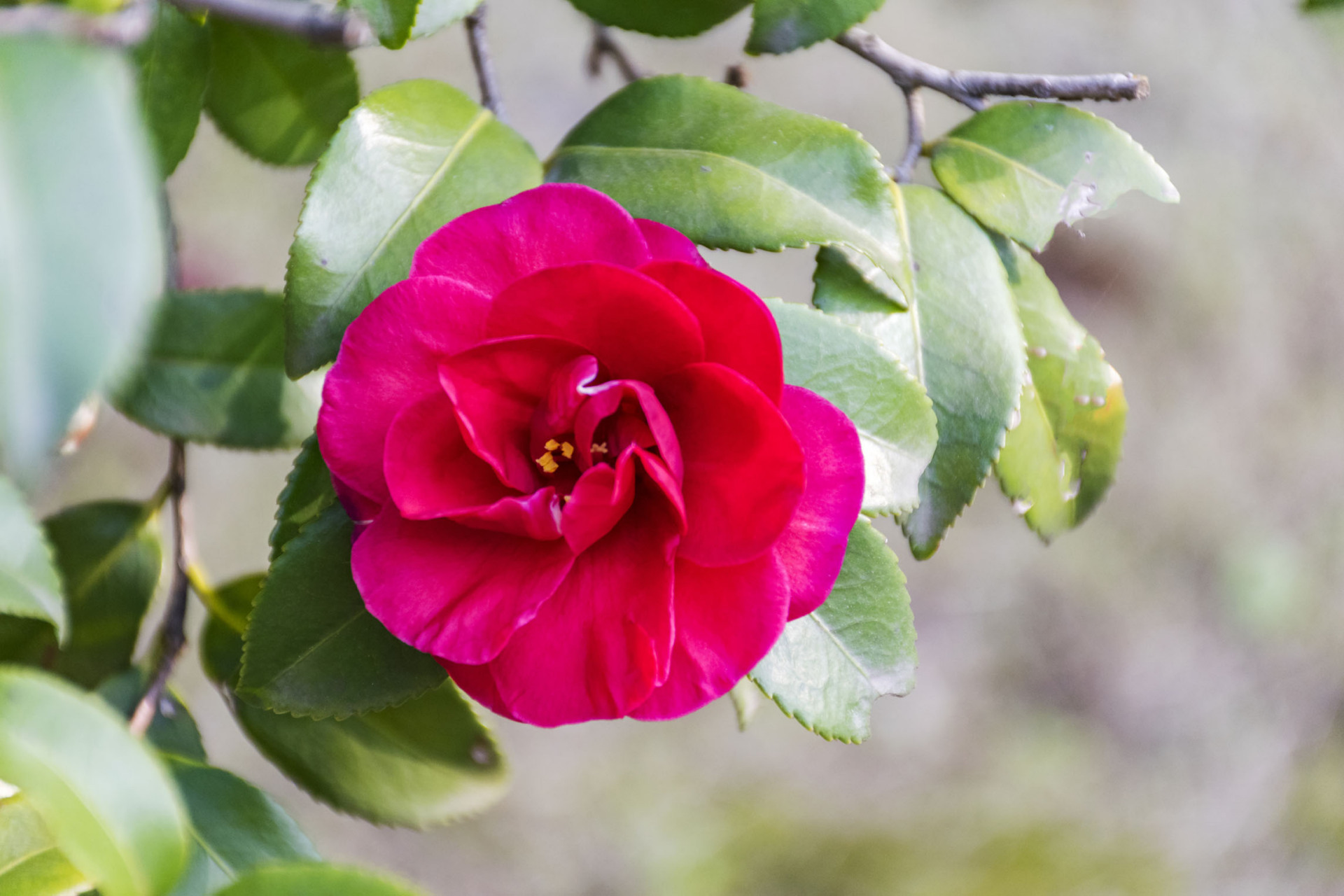 纪伯伦说过:"婚配就是两个相爱的强者同舟共济,以便一道战胜岁月征途